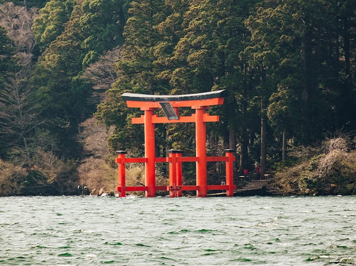 Die geschätzte japanische Zypresse
